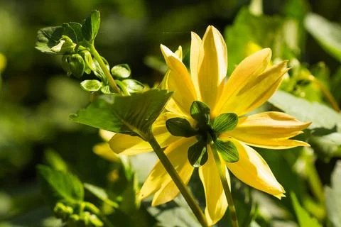 Yellow flowers with a cobweb in the rays of the sun Stock Photos