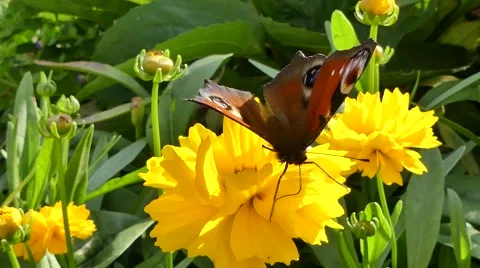 Yellow flowers Coreopsis and butterfly Inachis io o sunny autumn day in Poland Stock Footage
