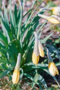 Yellow flowers daffodils bloom in the spring in the garden Stock Photos