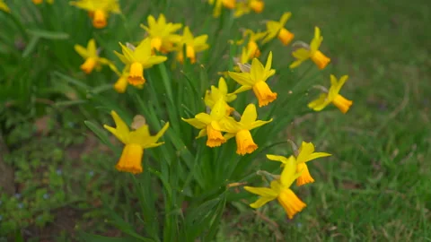 Yellow flowers daffodils close up Stock Footage 177255833