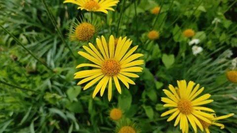 Yellow flowers, daisies in the wind Video stock 336220569