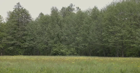 Yellow flowers dancing in the wind, 4K Stock Footage 244384825