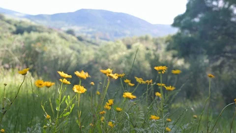 Yellow flowers dancing in the wind over countryside background Stock Footage 129573941
