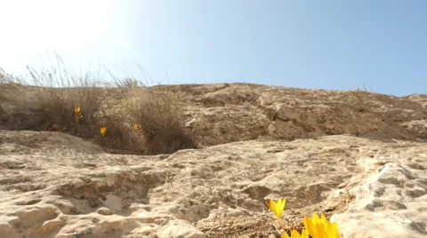 Yellow flowers in the desert 库存影片 68858536