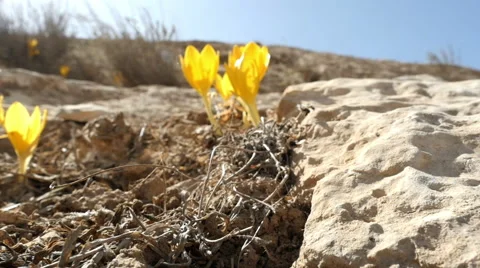 Yellow flowers in the desert 库存影片 68858577