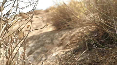 Yellow flowers in the desert 库存影片 68858673