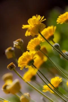 Yellow Flowers at Diagonal Low Angle with Dark Background Stock Photos