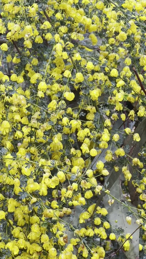 Yellow FLowers Drenched by The Rain 스톡 동영상 296084319