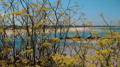Yellow flowers in dune with atlantic ocean view Stock Footage 99350904