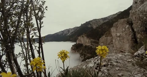 Yellow flowers on the edge of cliffs washed by the sea like a mist Stock Footage 53563928