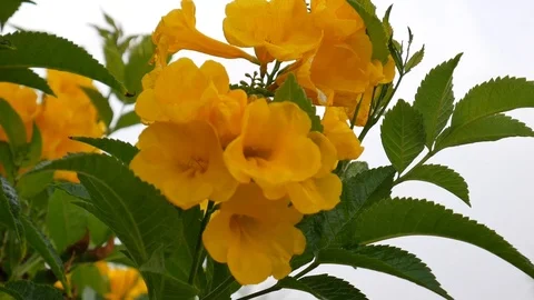 Yellow flowers of Egypt Close-up. Tecoma Tree on the Sinai Peninsula Stock Footage 117094948