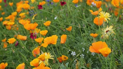 Yellow flowers of the eschscholzia californica.Floral natural background. Stock Footage