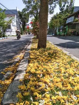 Yellow flowers fall Stock Photos