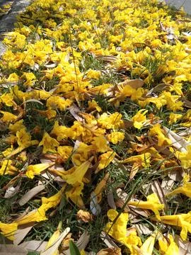 Yellow flowers fall Stock Photos