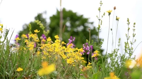 Yellow flowers on field Video stock 74516706