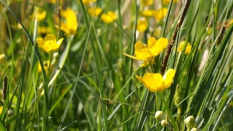 Yellow flowers in the field Stock Footage 76352965
