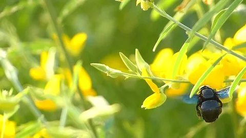 The yellow flowers field Stock Footage 83952983