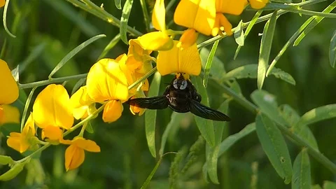 The yellow flowers field Stock Footage 83953003