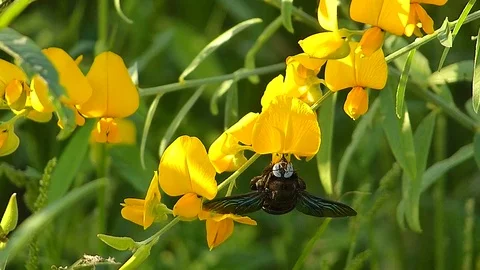 The yellow flowers field Video stock 83953040