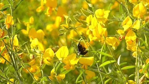 The yellow flowers field Stock Footage 83953210