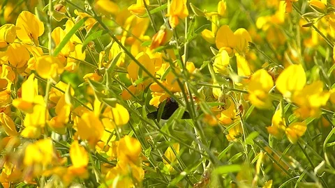 The yellow flowers field Stock Footage 83953306