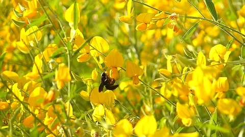 The yellow flowers field Stock Footage 83953329