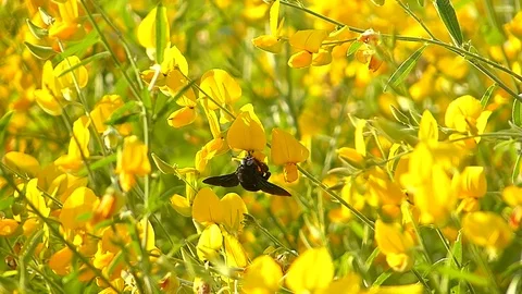 The yellow flowers field Stock Footage 83953374