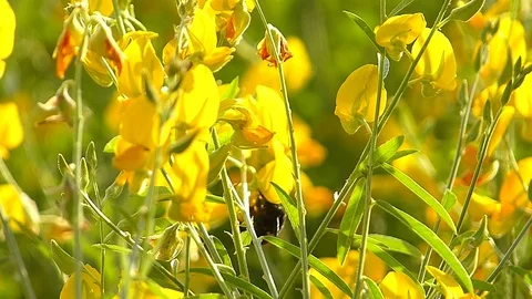 The yellow flowers field Stock Footage 83953467