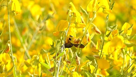 The yellow flowers field Stock Footage 83953533