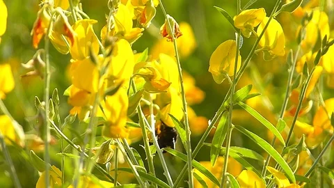The yellow flowers field Stock Footage 83953656