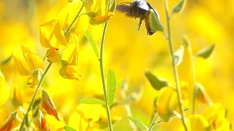 The yellow flowers field Stock Footage 83953757