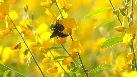 The yellow flowers field Stock Footage 83953810