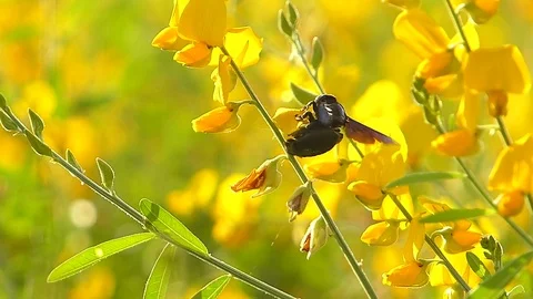 The yellow flowers field Stock Footage 83953841
