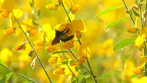 The yellow flowers field Stock Footage 83953898