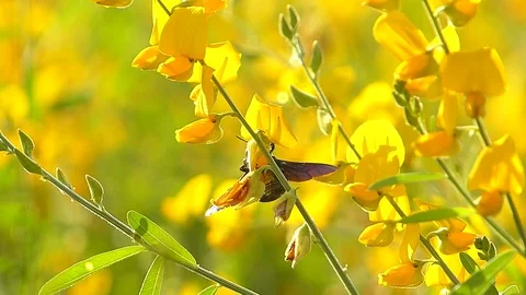 The yellow flowers field Stock Footage 83953965