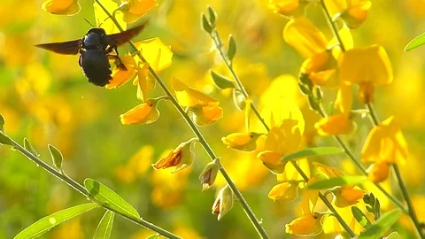 The yellow flowers field Stock Footage 83953995