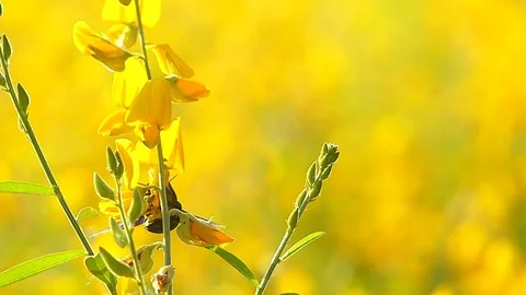 The yellow flowers field Stock Footage 83954008