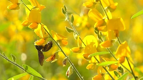 The yellow flowers field Stock Footage 83954068