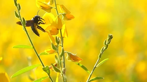 The yellow flowers field Stock Footage 83954073