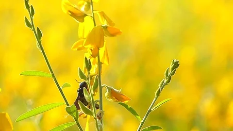 The yellow flowers field Stock Footage 83954118