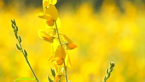 The yellow flowers field Stock Footage 83954131