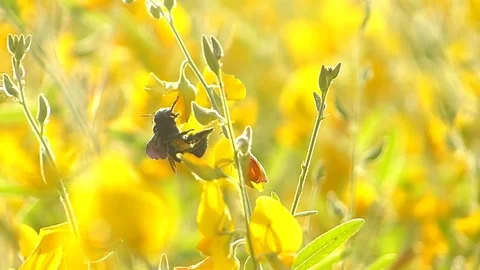 The yellow flowers field Stock Footage 83954163