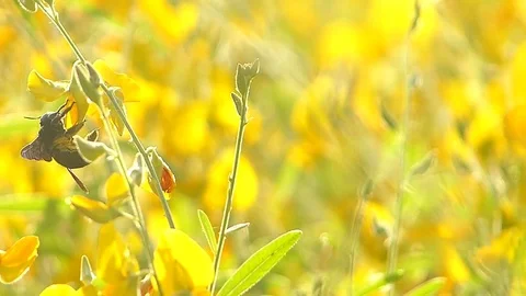The yellow flowers field Stock Footage 83954189