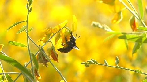 The yellow flowers field Stock Footage 83954258