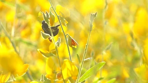 The yellow flowers field Stock Footage 83954318