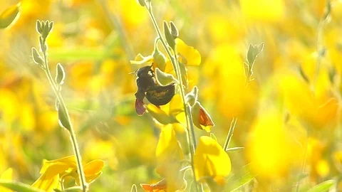 The yellow flowers field Stock Footage 83954343