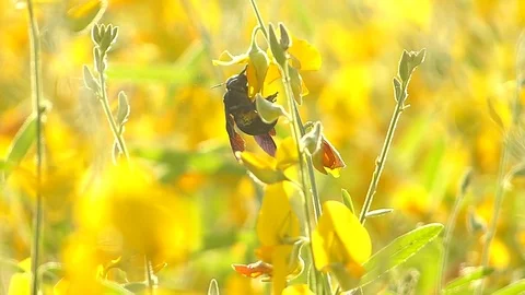The yellow flowers field Stock Footage 83954432