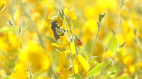 The yellow flowers field Stock Footage 83954445