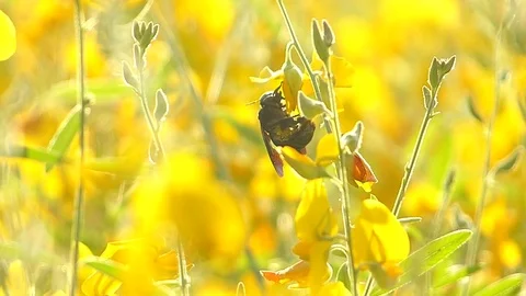 The yellow flowers field Stock Footage 83954542
