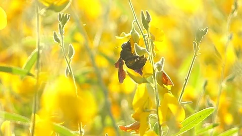 The yellow flowers field Stock Footage 83954553